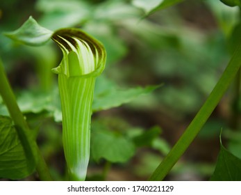 Young green forest plant in springtime. Arisaema amurense. - Shutterstock ID 1740221129