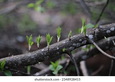young green fresh offshoots on bird cherry branch