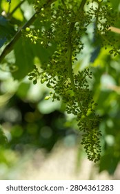 Young green grapes developing on a vine shoot, indicating early growth and the start of a new wine season