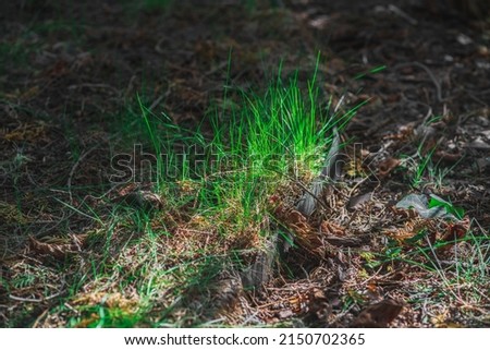 Young green grass in the bright morning sunlight among the dry fallen leaves in early spring, darkness and cold recede, the struggle of light and darkness