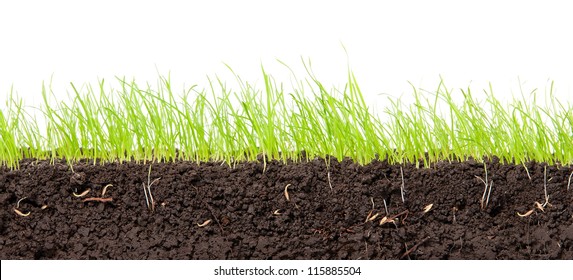 6,633 Grass cross section Images, Stock Photos & Vectors | Shutterstock