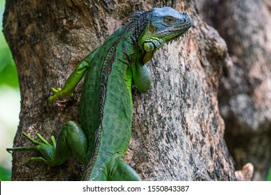 Young Green Iguana On The Tree