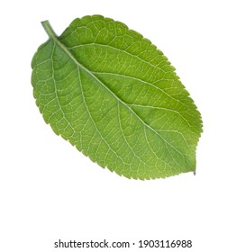  Young green leaf of Apple tree isolated on white background.