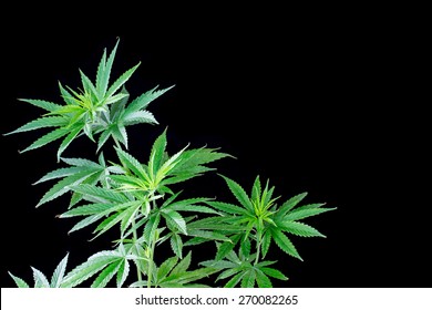 Young Green Leaf Cannabis Plant Detail Isolate On Black Background