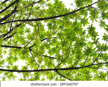 Young Green Leaf Spring On The Branch Of Sal Tree (Shorea Robusta Roxb.) On White Background, Shal, Sakhuwan