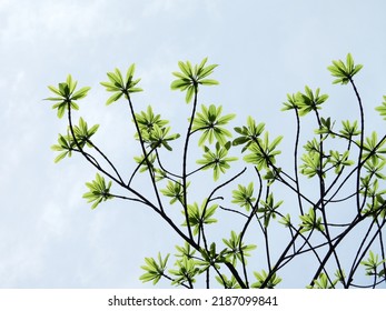 Young Green Leaf Spring On The Branch Of Sal Tree (Shorea Robusta Roxb.) On White Background, Shal, Sakhuwan