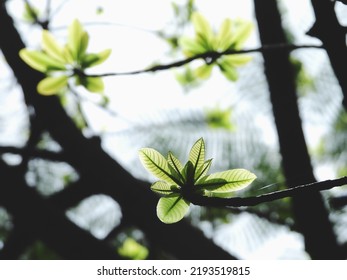 Young Green Leaf Spring On The Branch Of Sal Tree (Shorea Robusta Roxb.) On White Background, Shal, Sakhuwan