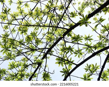 Young Green Leaf Spring On The Branch Of Sal Tree (Shorea Robusta Roxb.) On White Background, Shal, Sakhuwan