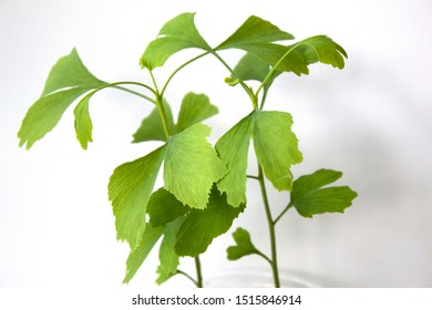 young green leaves ginkgo save world concept, ginkgo biloba in pot