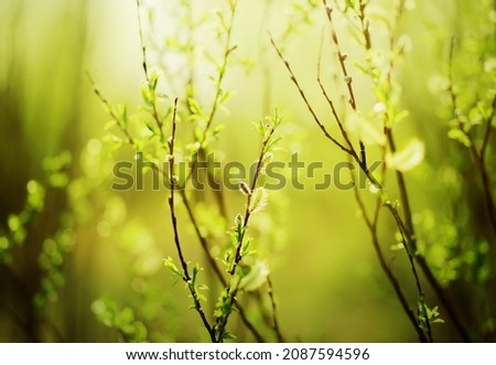 Young green leaves grow on the thin branches of the bushes and fragrant willow flowers bloom on a sunny, fresh spring day. Nature comes to life in spring.