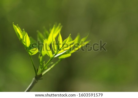 Young green leaves on a branch in the sunlight. Spring gentle background. Selective focus.