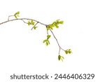 young green leaves on a tree branch isolated on white background, buds in spring