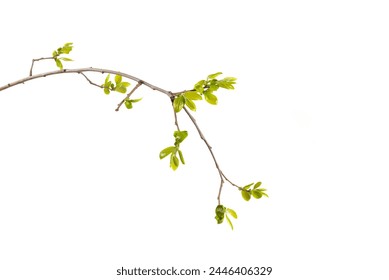 young green leaves on a tree branch isolated on white background, buds in spring - Powered by Shutterstock