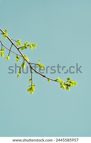 young green leaves on a tree branch on green background, buds in spring