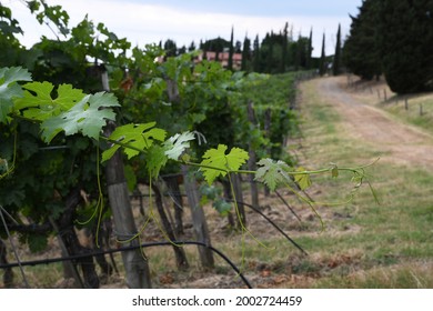 young green leaves on vineyards in Chianti region, Tuscany. Italy.