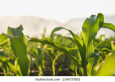 young green maize corn in the agricultural cornfield in the evening and light shines sunset, animal feed agricultural industry