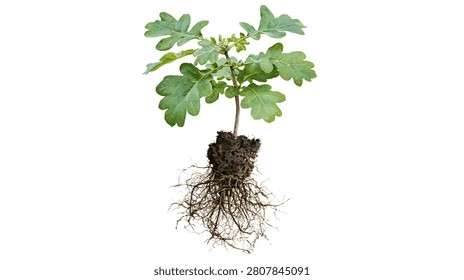 Young green oak tree sapling with exposed soil and intricate root system