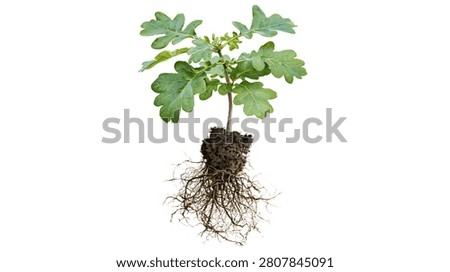 Young green oak tree sapling with exposed soil and intricate root system