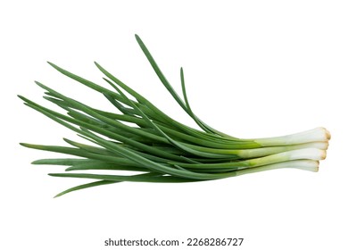 Young green onion isolated on white background with clipping path. Full Depth of field. Focus stacking. 