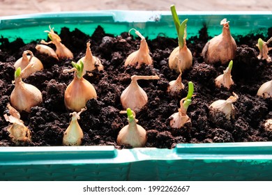 Wet onion Images, Stock Photos & Vectors | Shutterstock