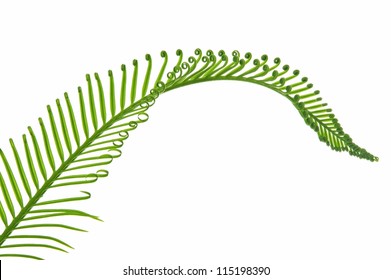young green palm leaf isolated on white background
