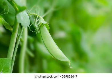 Young Green Pea On Plant