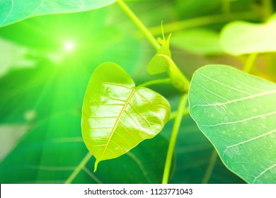 Young and Green Photi leaf is blooming and budding with soft sunlight in summer time. This can be applied for all illustration and printing. - Shutterstock ID 1123771043