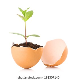 Young Green Plant Growing In Eggshell Isolated On White 