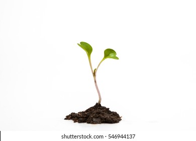 Young Green Plant Growing Isolated