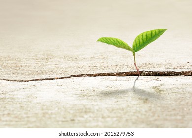 Young Green Plant Growing Up On Crack Concrete, New Life And New Hope For New Generation Of Environment Concept