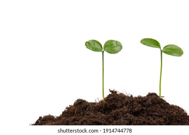 Young Green Plant Growing In Soil On White Blackground. New Life Concept