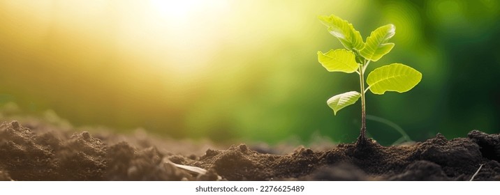 Young green plant growing at sunlight in the garden. World Earth Day banner. Save world concept. - Shutterstock ID 2276625489