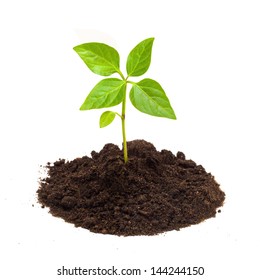 Young Green Plant Isolated On A White Background