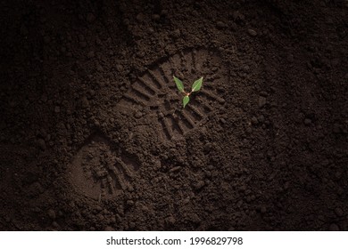 young green plant on the ground, shoe print, footprint on the ground, field, soil, the concept of the revival of life after a disaster, new shoots, hope for the restoration of nature, forests, ecology - Shutterstock ID 1996829798