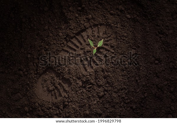 young green plant on the ground, shoe print,\
footprint on the ground, field, soil, the concept of the revival of\
life after a disaster, new shoots, hope for the restoration of\
nature, forests, ecology