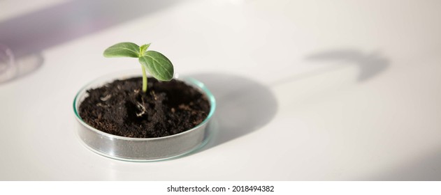 Young  Green Plant On Petri Dish In Genetic Laboratory