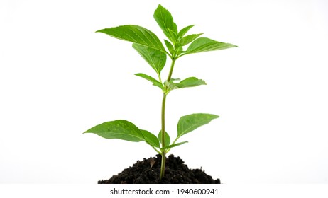 Young green plant on the soil or growing out from soil  isolated on white background.