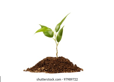 Young green plant on a white background - Shutterstock ID 97989722