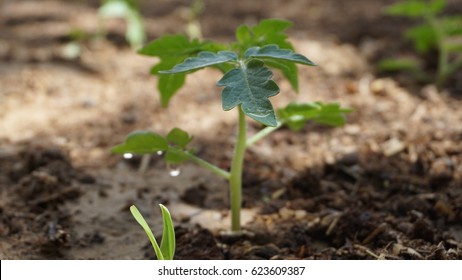 Young green plant. Seedlings of tomatoes. Growing.Green sprouts of tomatoes.