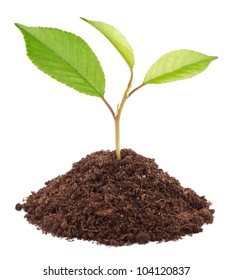 Young Green Plant In Soil Isolated On White Background