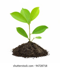 Little Tree Hd Stock Images Shutterstock Little Tree Hd Stock Images Shutterstock
