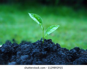 Young green plant in soil with water drop on leaf on nature background