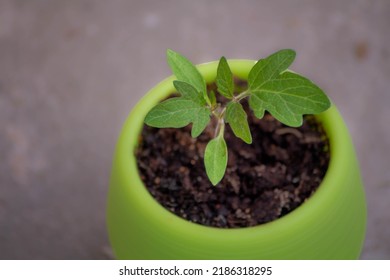 A Young Green Plant Sprout In A Small Green Pot On A Concrete Background