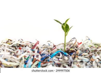 Young Green Plant In Stack Of Scrap Paper From Paper Cutter