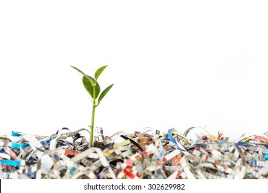 Young green plant in stack of scrap paper from paper cutter - Shutterstock ID 302629982