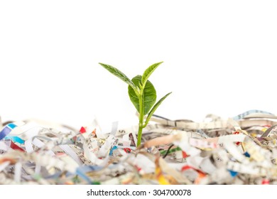Young green plant in stack of scrap paper from paper cutter - Shutterstock ID 304700078