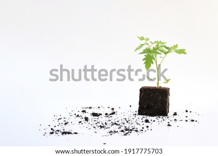 Young green plant tomato with green leave in black square soil on white background  with spae for text. Food plant for garden concept.