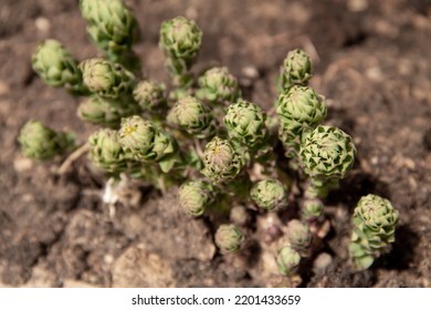 Young Green Plants For An Alpine Slide In Early Spring