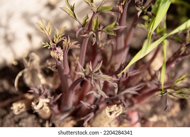 Young Green Plants For An Alpine Slide In Early Spring