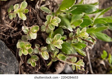 Young Green Plants For An Alpine Slide In Early Spring